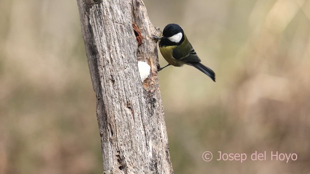 Carbonero Común - ML652260050