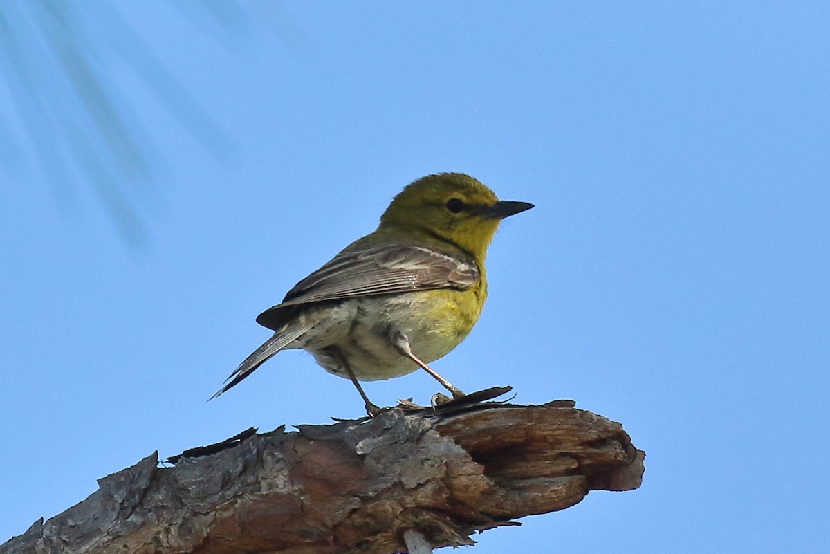 マツアメリカムシクイ - ML652260077