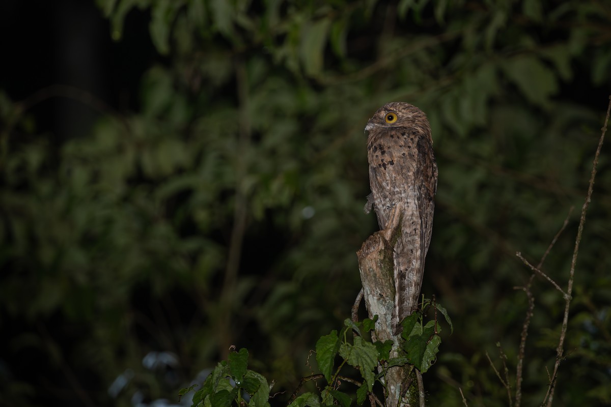 Common Potoo - ML652260081