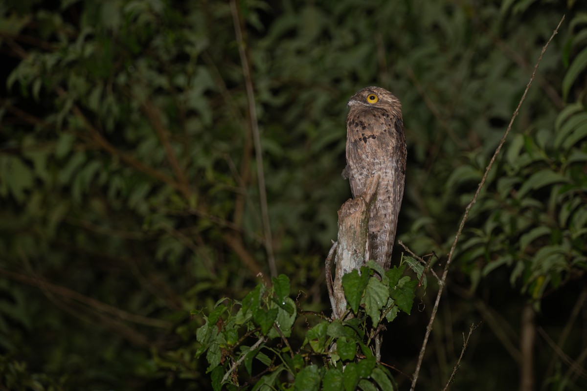 Common Potoo - ML652260082