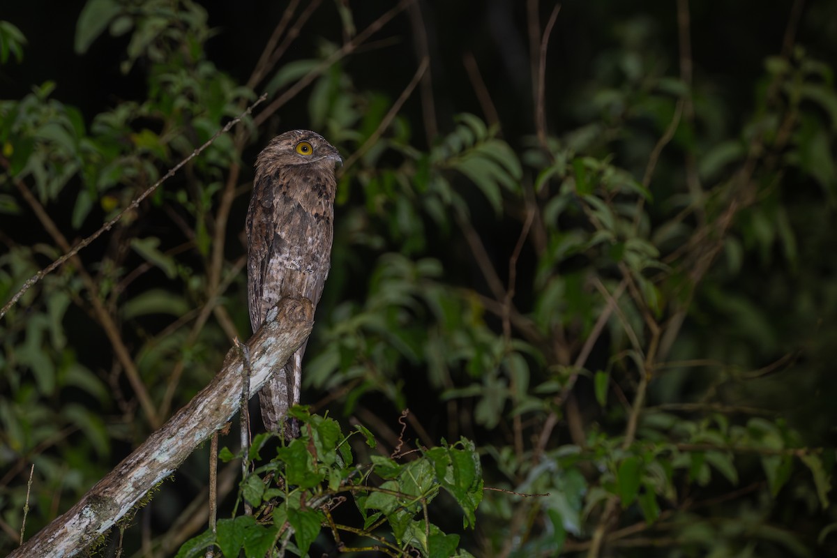 Common Potoo - ML652260083