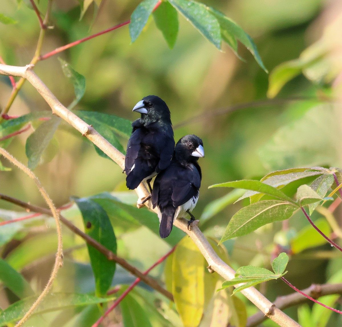 Black-and-white Mannikin - ML652260153