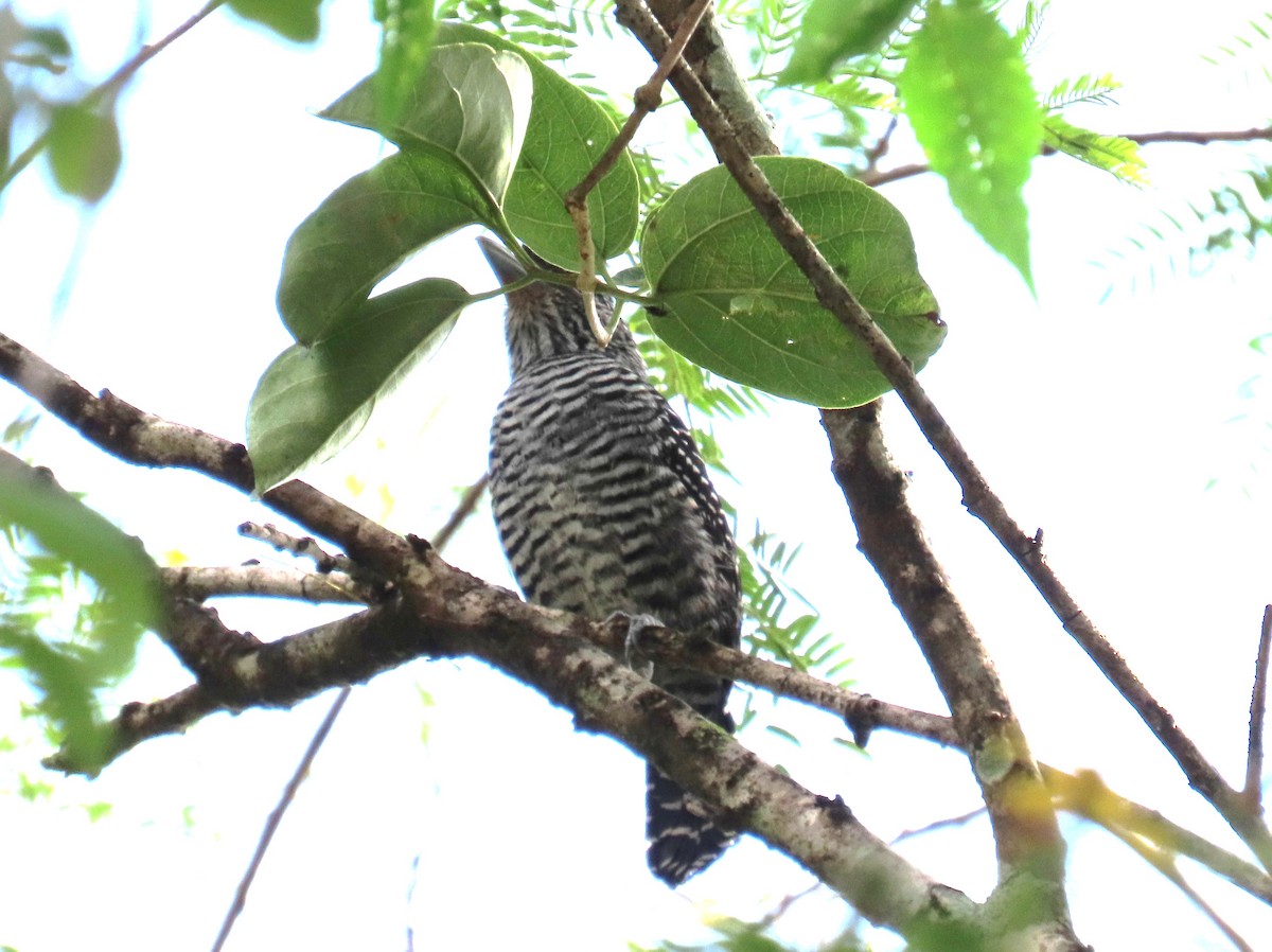 Barred Antshrike - ML652260178