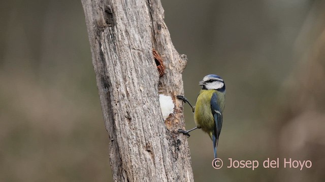 Carbonero Común - ML652260308
