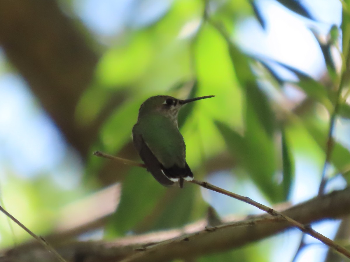 Calliope Hummingbird - ML652260554