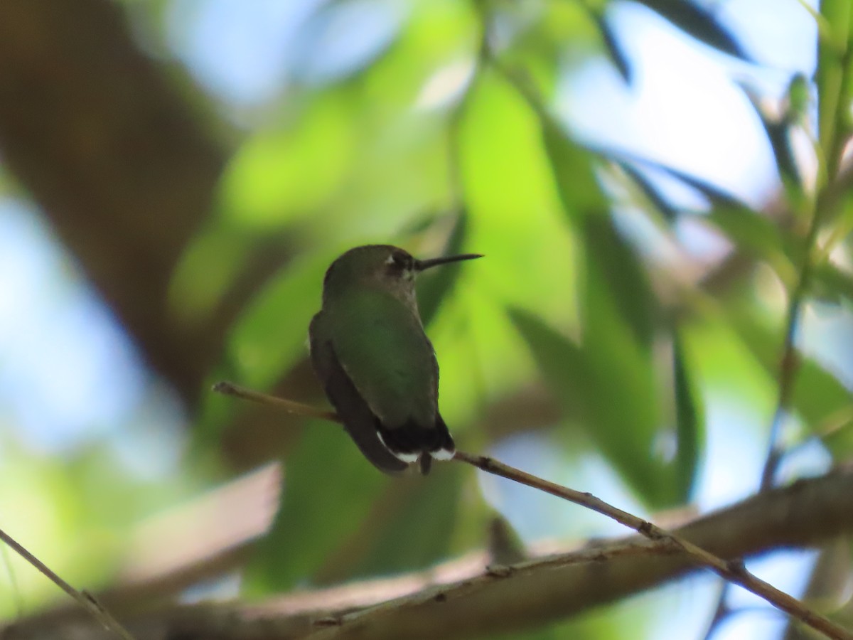 Calliope Hummingbird - ML652260555