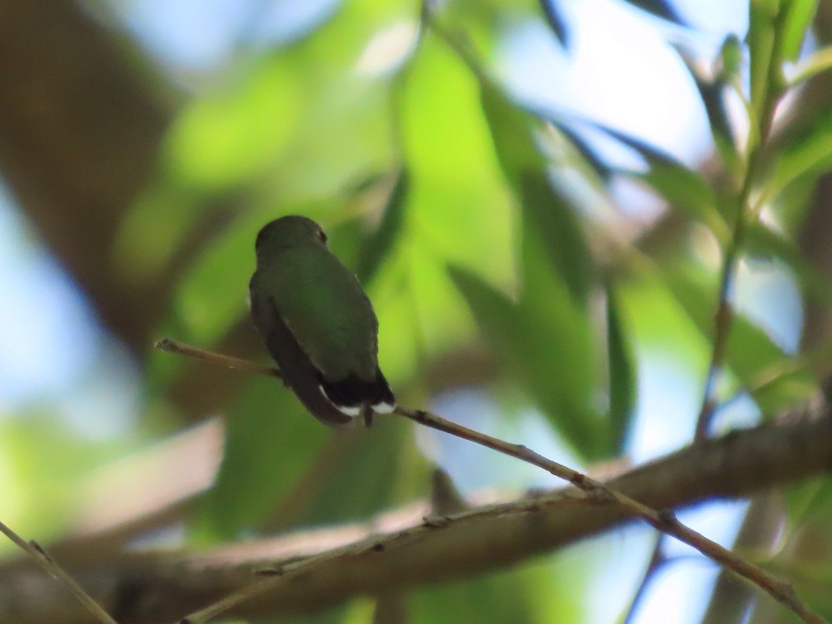 Calliope Hummingbird - ML652260556