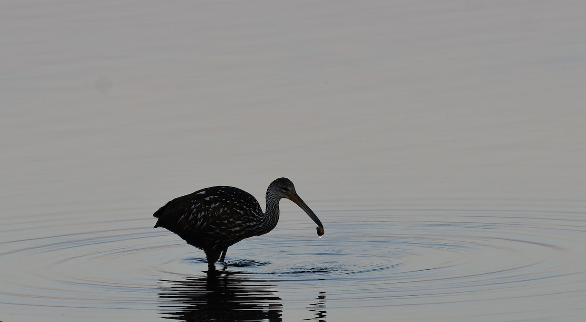 Limpkin - ML652260579