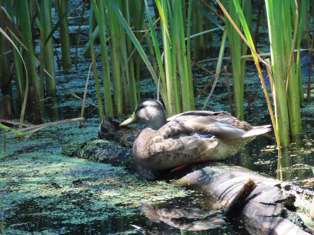 Mallard - ML652260581