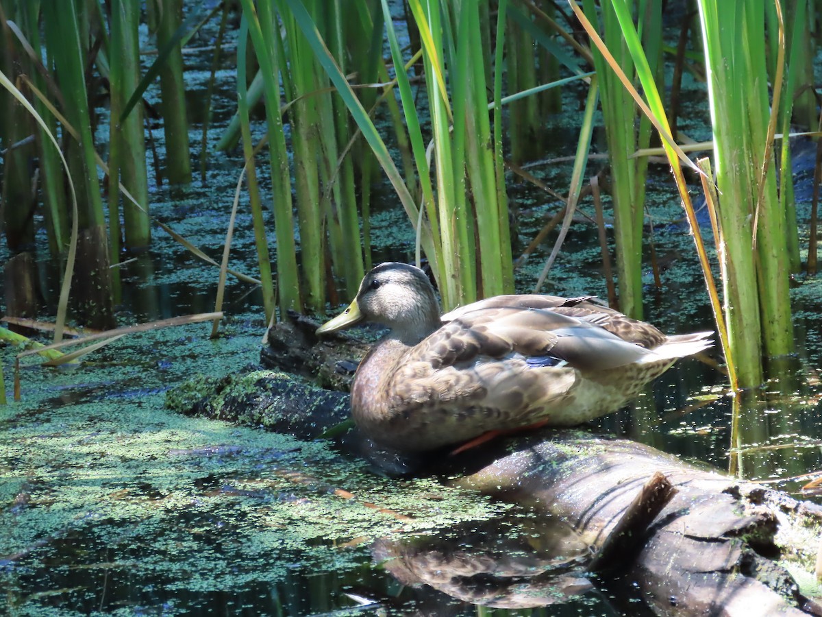 Mallard - ML652260582