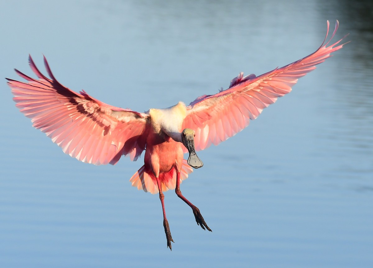 Roseate Spoonbill - ML652260601