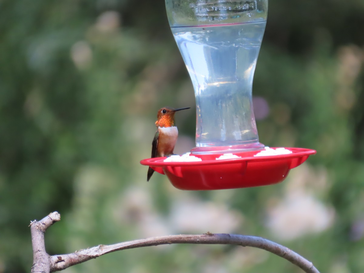 Rufous Hummingbird - ML652260605