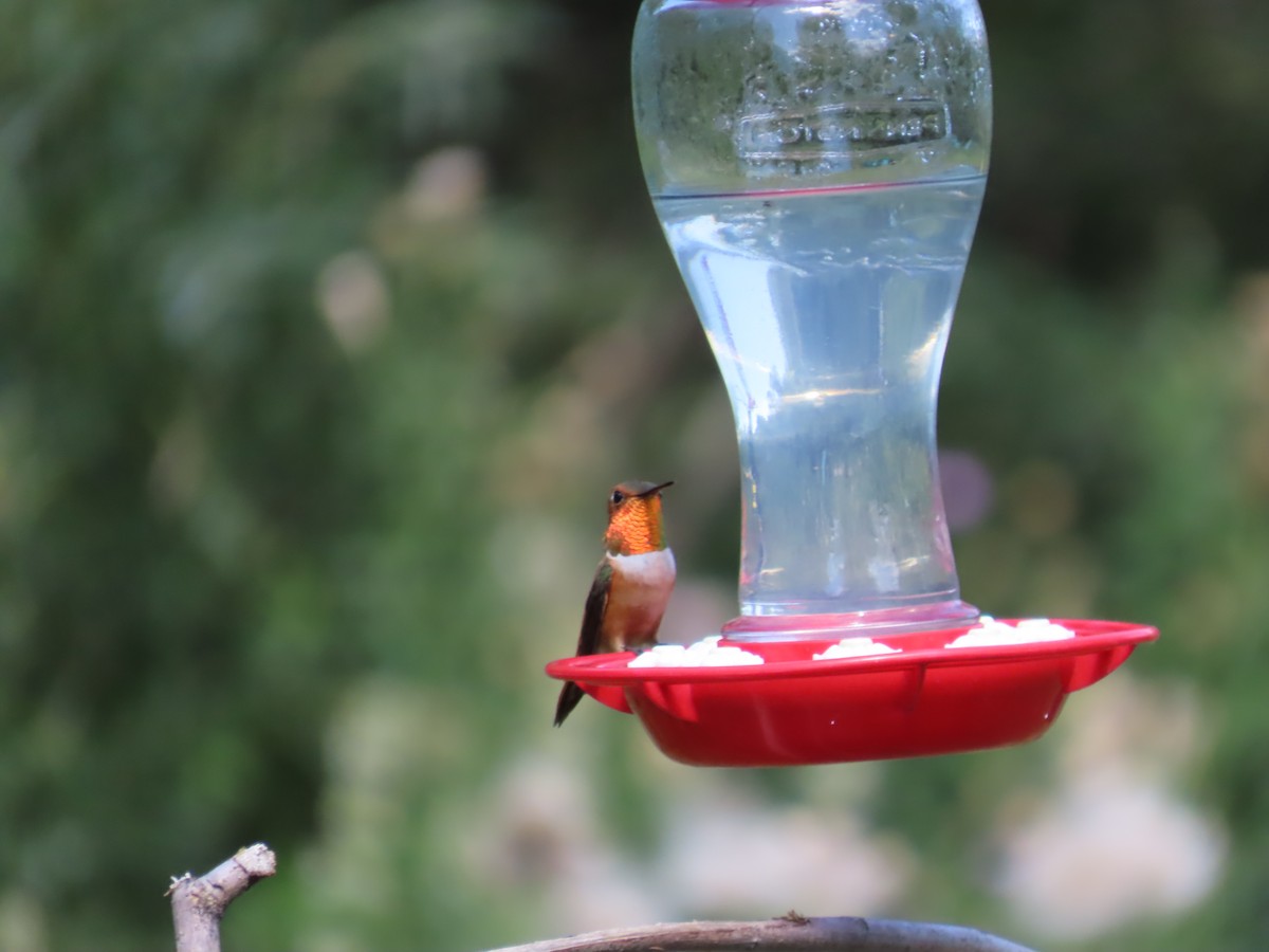Rufous Hummingbird - ML652260606