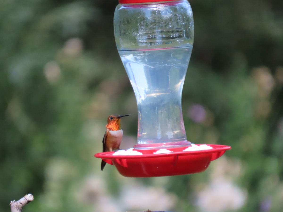 Rufous Hummingbird - ML652260607