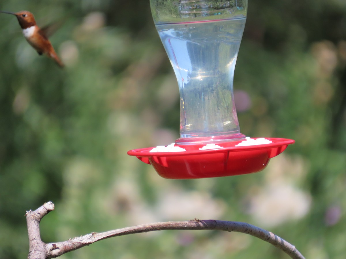Rufous Hummingbird - ML652260608