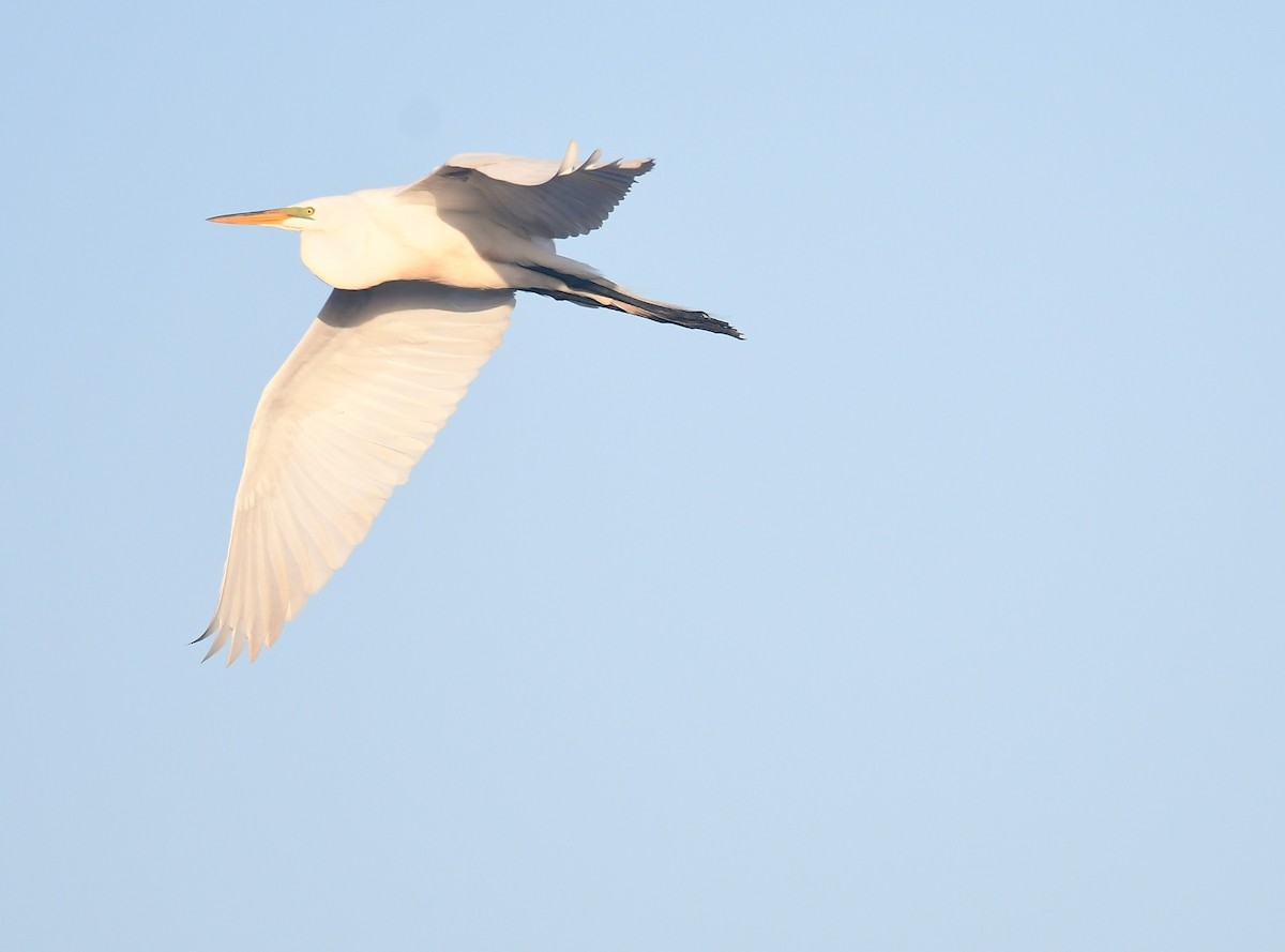 Great Egret - ML652260622