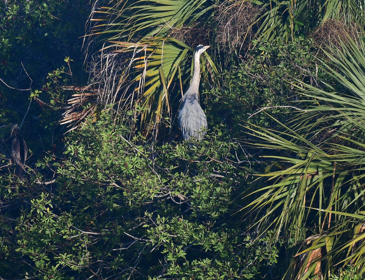 Great Blue Heron - ML652260655