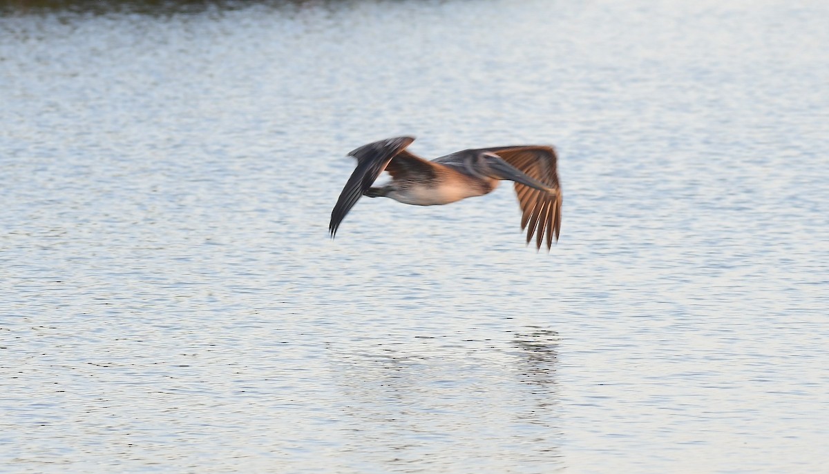 Brown Pelican - ML652260676