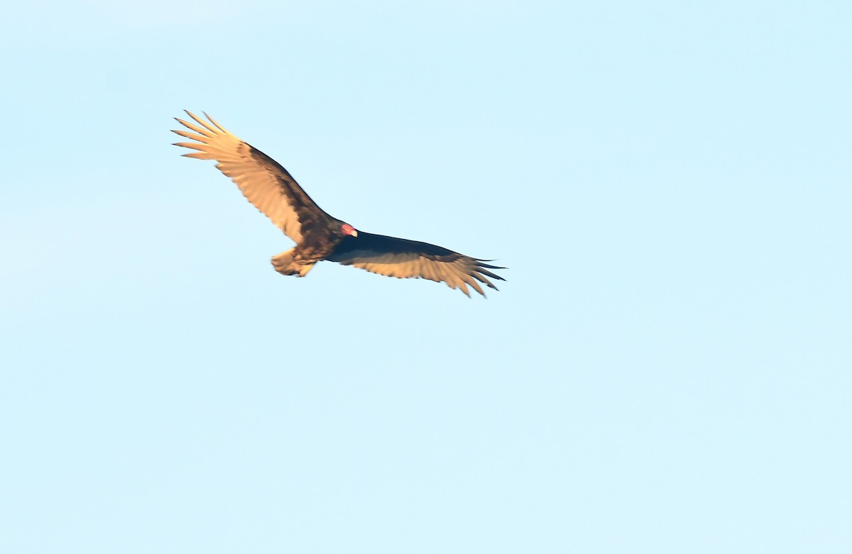Turkey Vulture - ML652260697