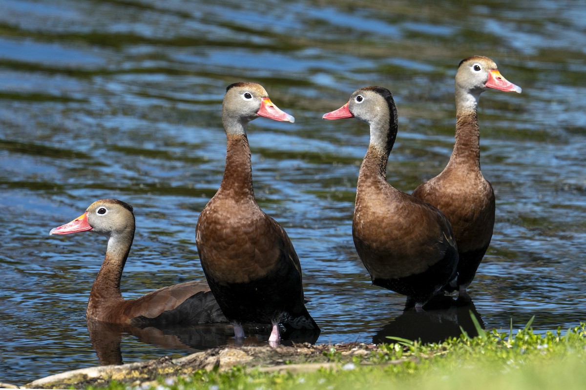 Dendrocigna beccorosso - ML652260716