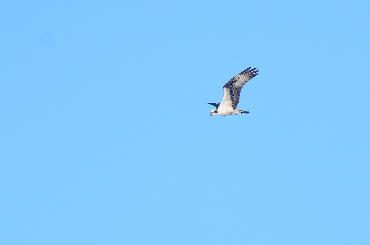 Osprey - ML652260745