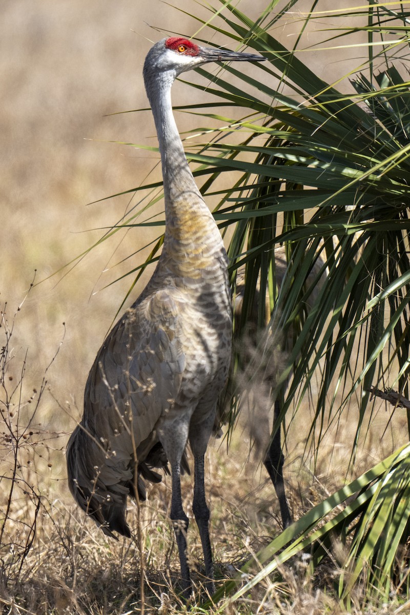 Sandhill Crane - ML652260764
