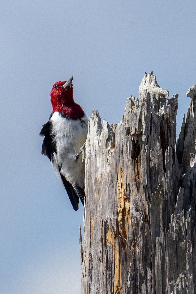 Red-headed Woodpecker - ML652260780