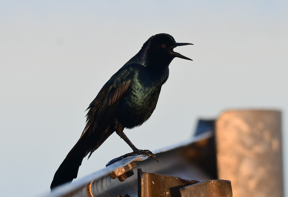 Boat-tailed Grackle - ML652260808