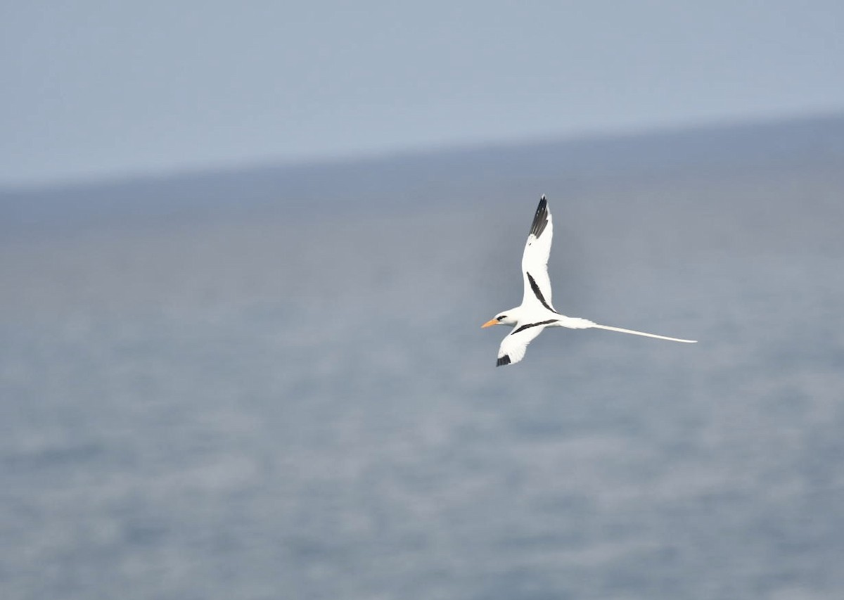 White-tailed Tropicbird - ML652260828