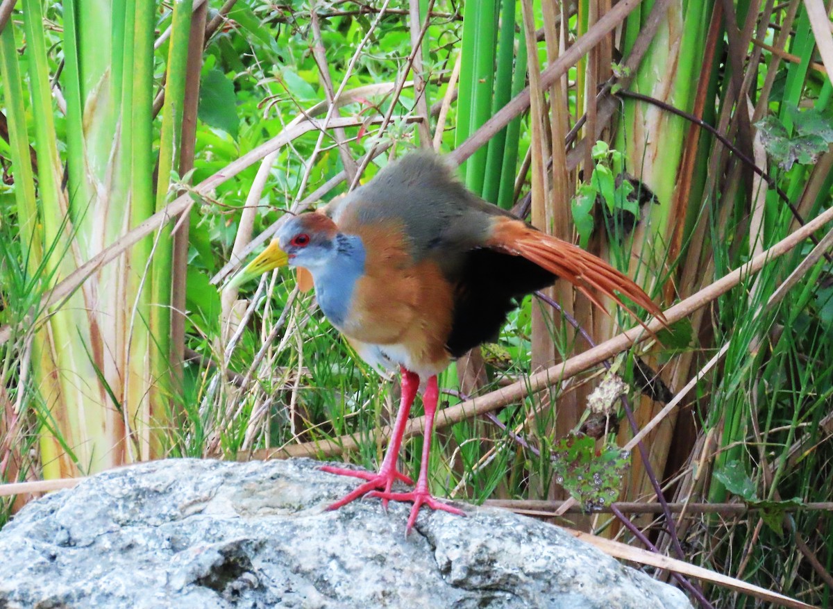 Russet-naped Wood-Rail - ML652260833