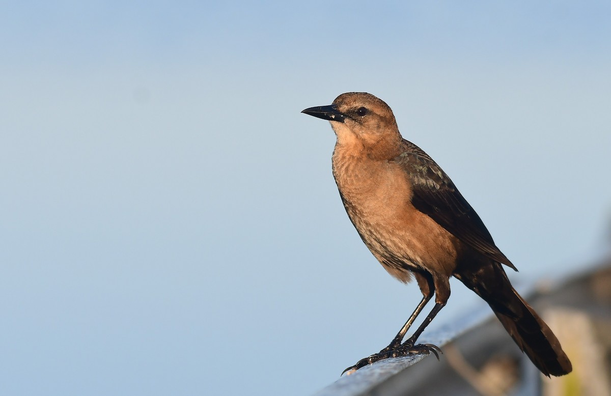 Boat-tailed Grackle - ML652260834