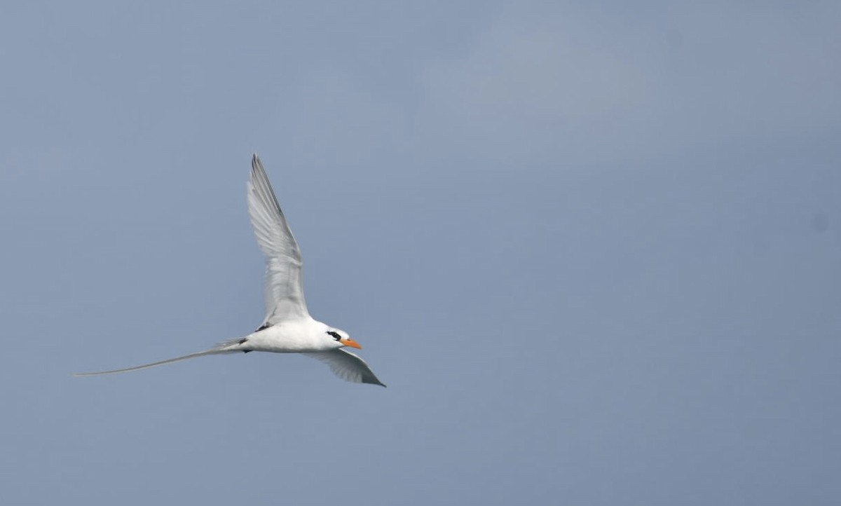 White-tailed Tropicbird - ML652261003