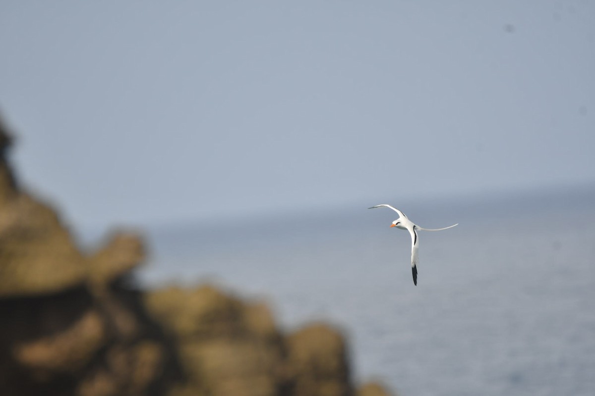 White-tailed Tropicbird - ML652261004