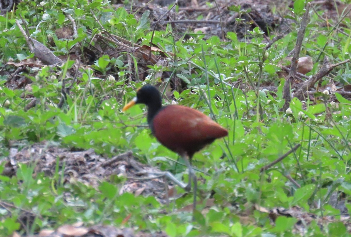 Northern Jacana - ML652261170