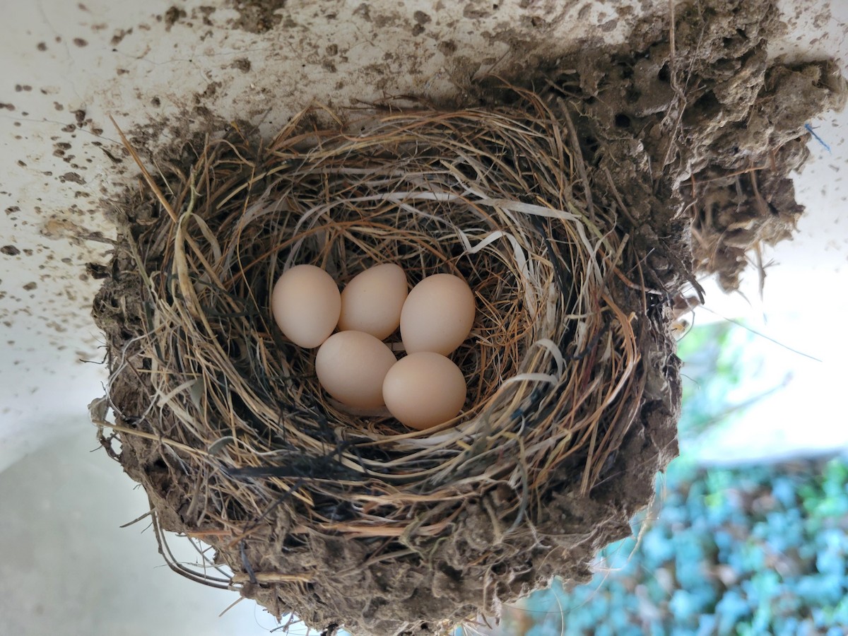 Black Phoebe - ML652261244