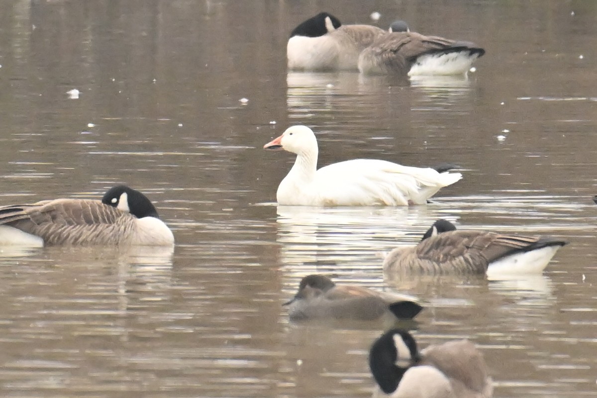 Цасны галуу - ML652261689