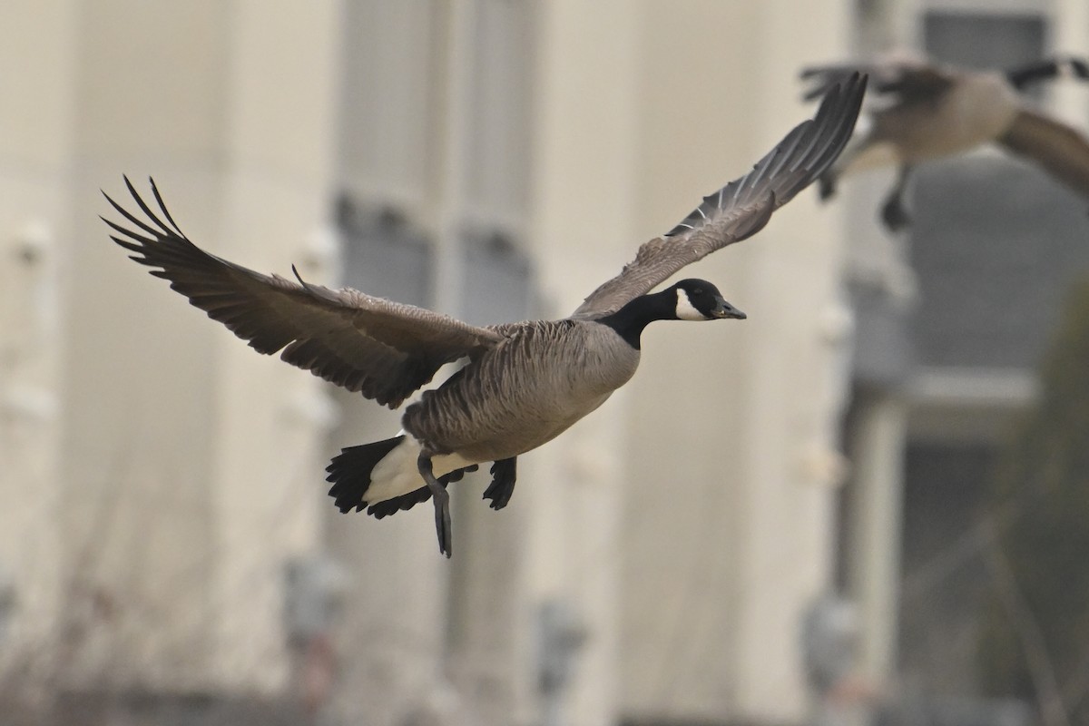 Канад галуу - ML652261716