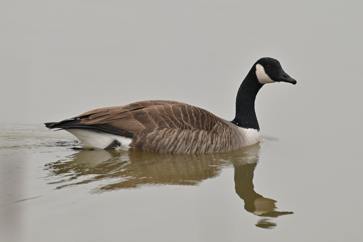 Канад галуу - ML652261717