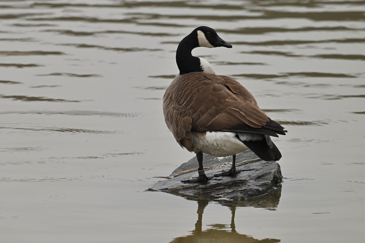 Канад галуу - ML652261718