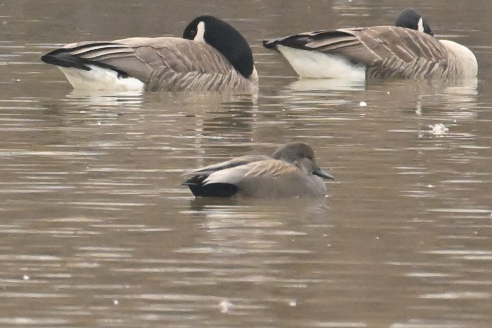 Бор нугас - ML652261752