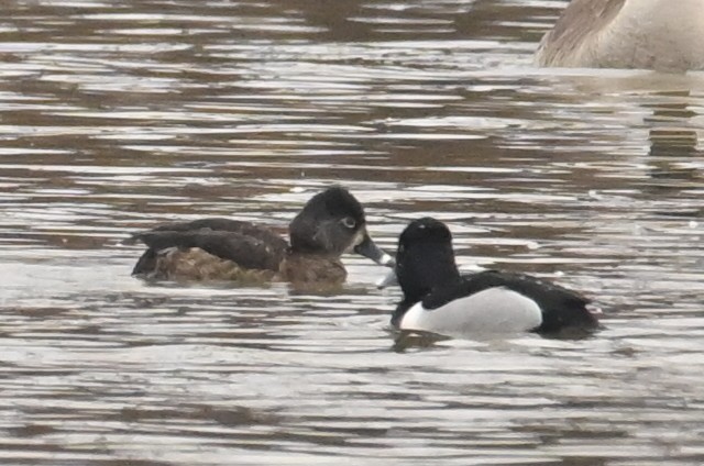Ring-necked Duck - ML652261766