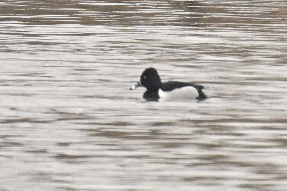 Ring-necked Duck - ML652261767