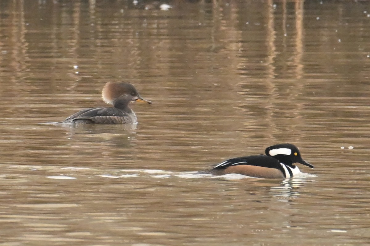 Hooded Merganser - ML652261793
