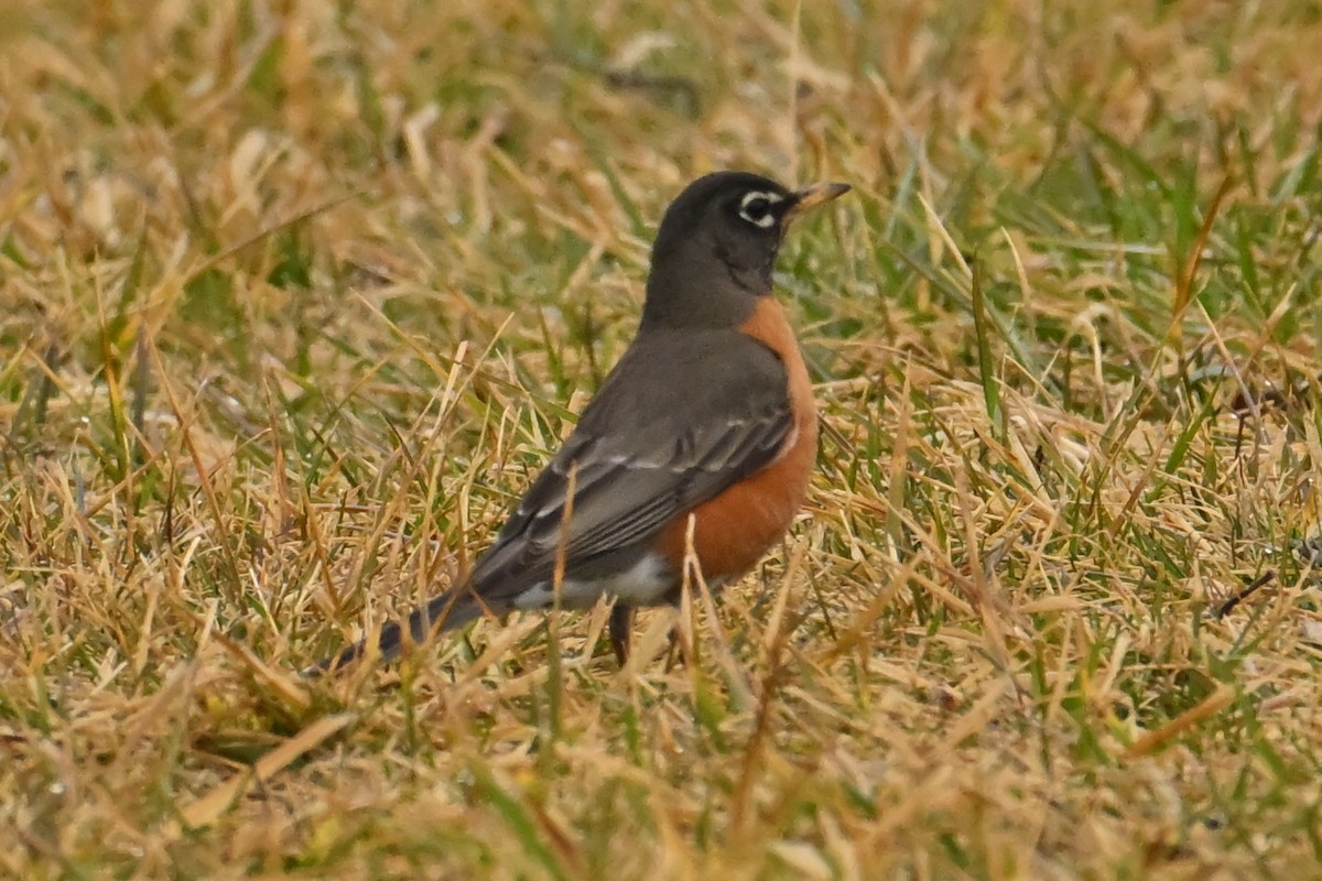 American Robin - ML652261821