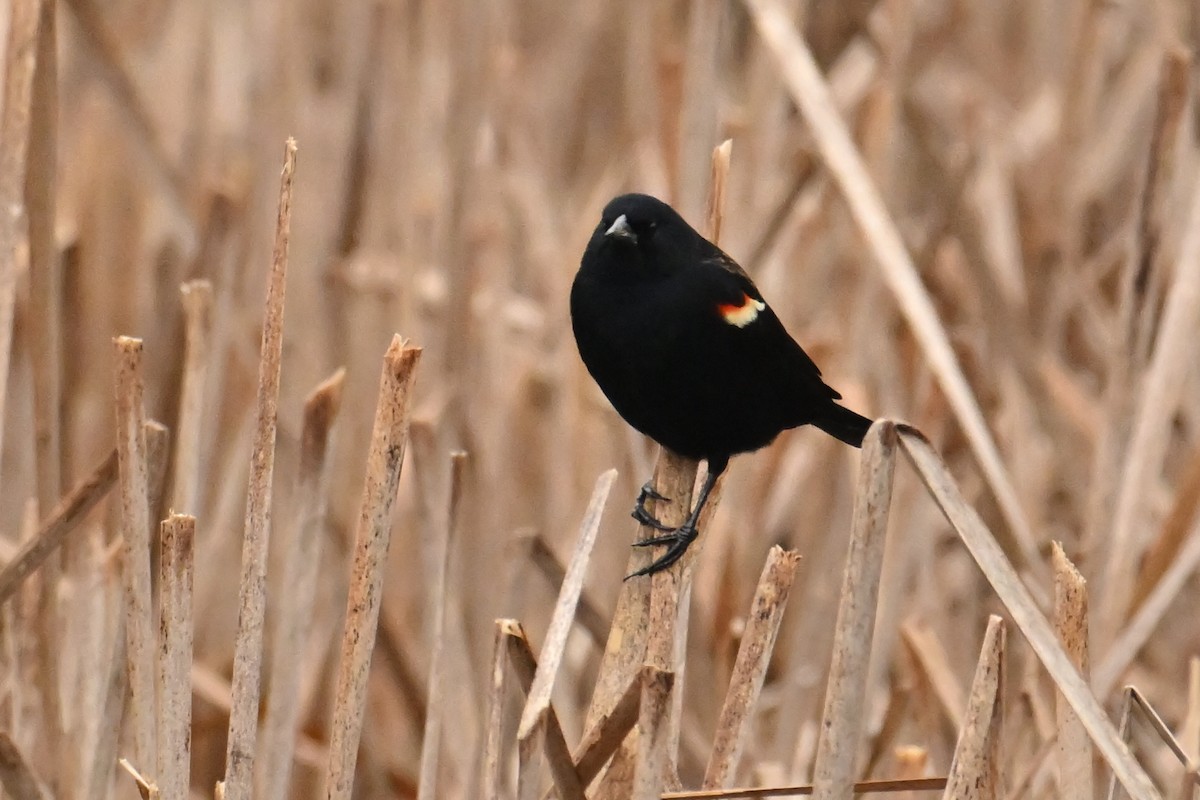 Red-winged Blackbird - ML652261857
