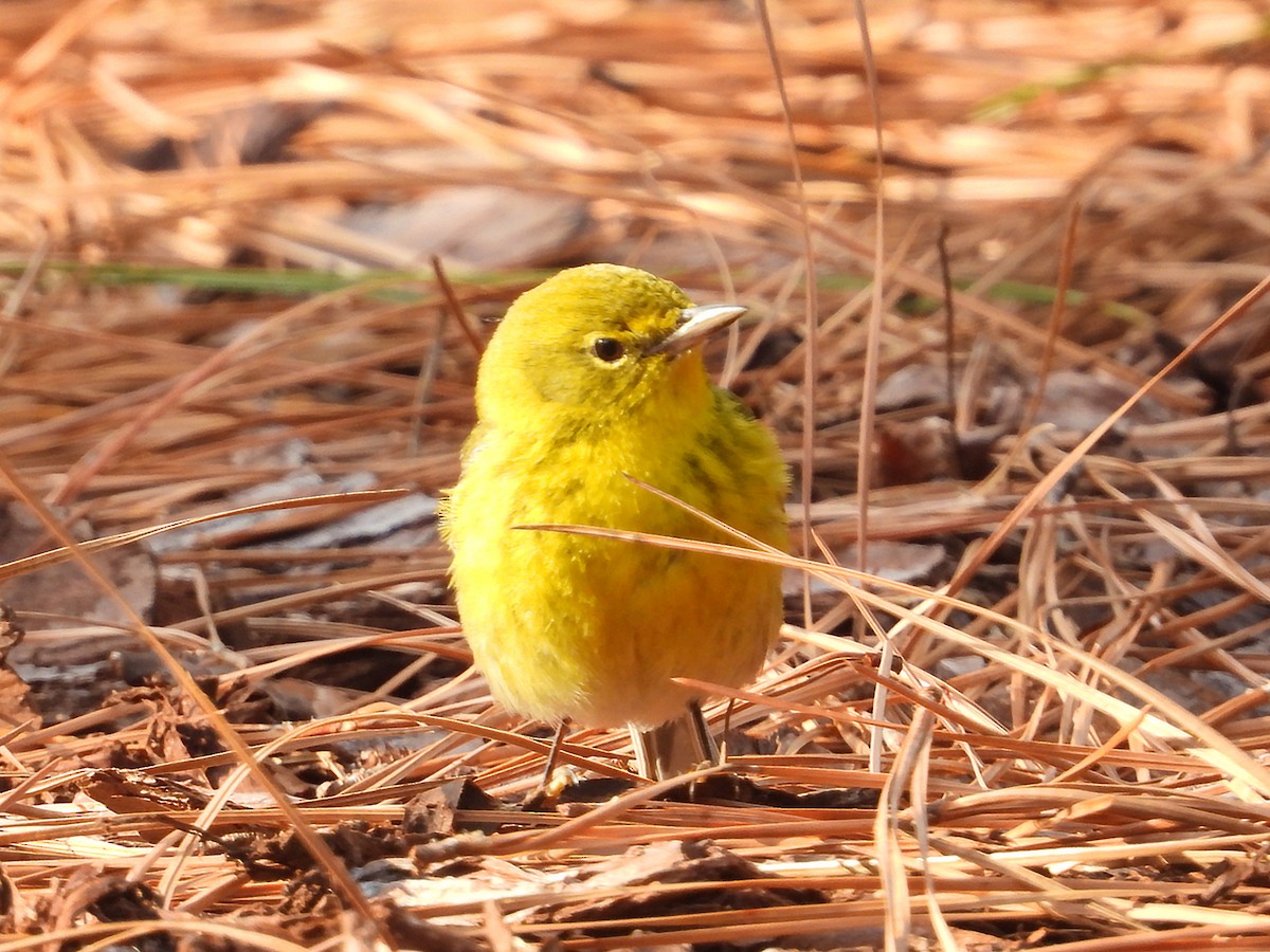 マツアメリカムシクイ - ML652261910