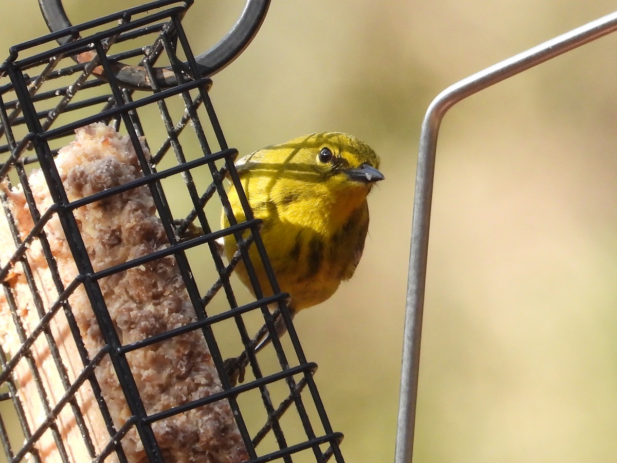 マツアメリカムシクイ - ML652261935