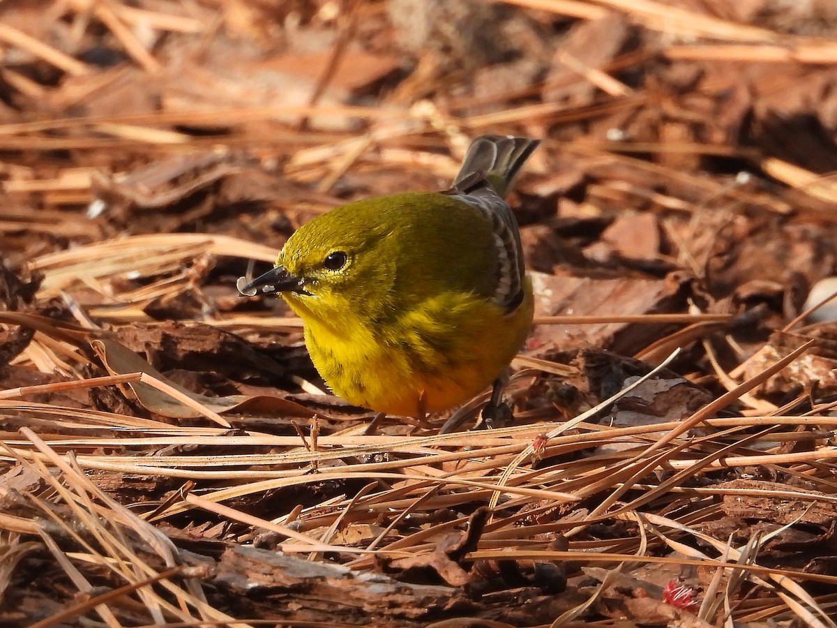 マツアメリカムシクイ - ML652261995