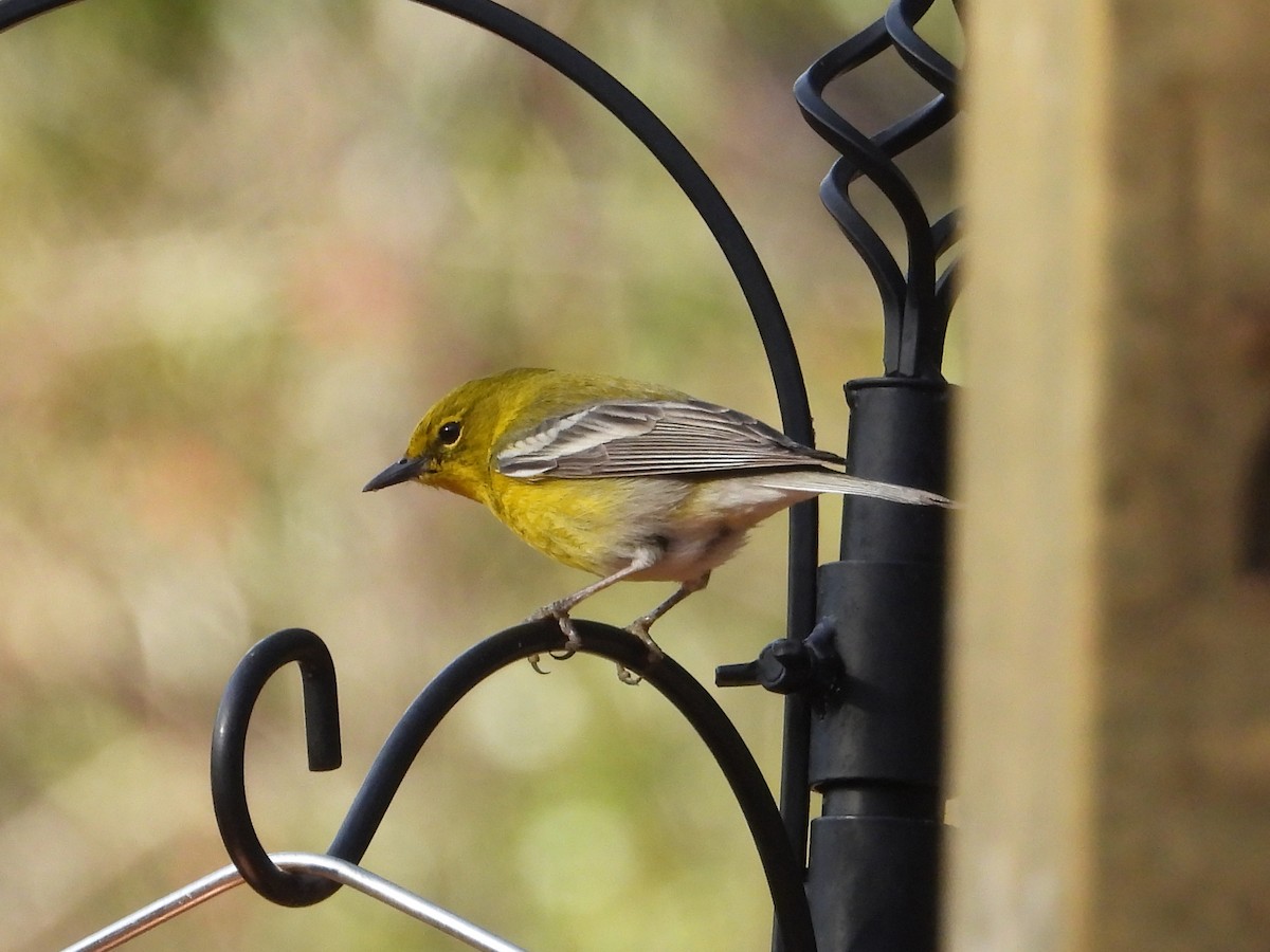 マツアメリカムシクイ - ML652262007