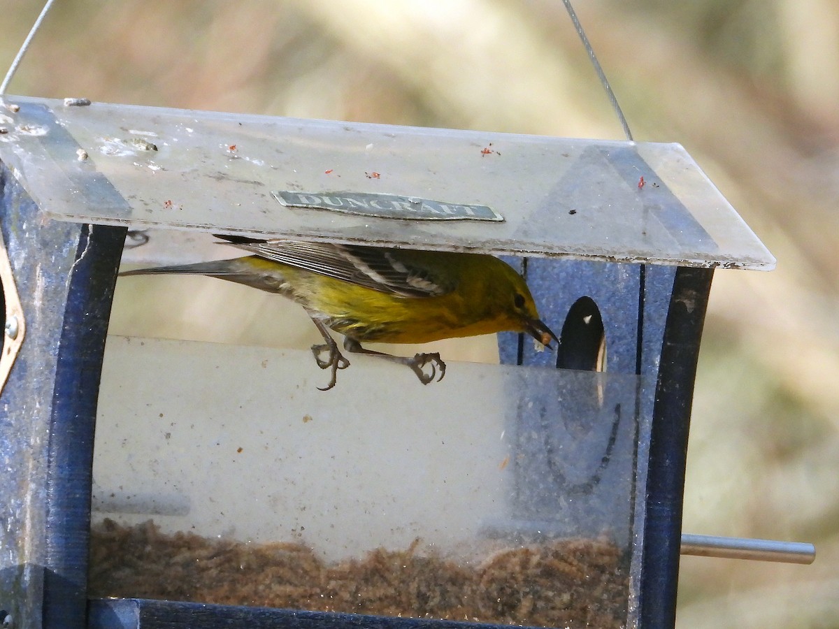 マツアメリカムシクイ - ML652262011